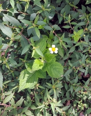 Bidens