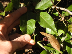 Celastrus subspicatus