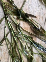 Potamogeton zosteriformis