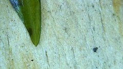 Potamogeton zosteriformis