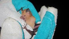 Erophylla bombifrons