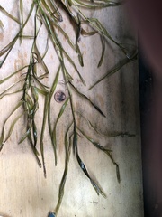 Potamogeton zosteriformis