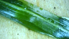 Potamogeton zosteriformis