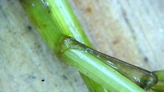 Potamogeton zosteriformis