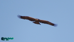 Aquila nipalensis