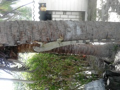 Iguana iguana
