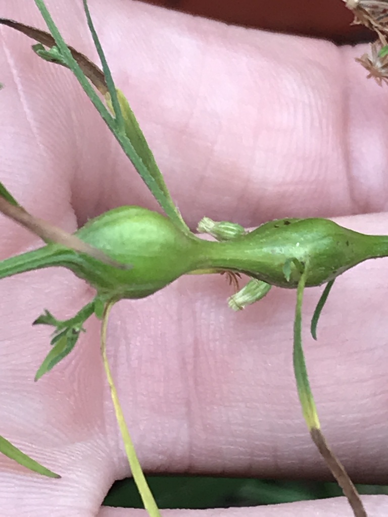 Neolasioptera erigerontis