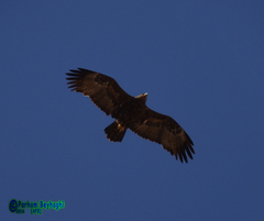 Aquila nipalensis