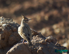 Galerida cristata