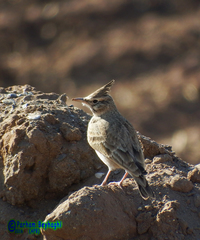 Galerida cristata