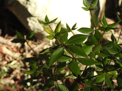 Alyxia ruscifolia