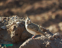 Galerida cristata