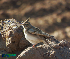 Galerida cristata