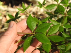 Alyxia ruscifolia