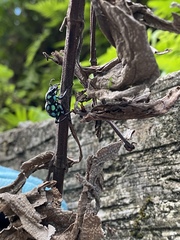 Pachyrhynchus tobafolius