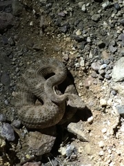 Crotalus tigris
