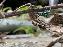 Pachyrhynchus tobafolius