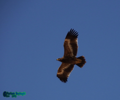 Aquila nipalensis