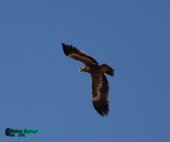 Aquila nipalensis