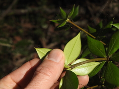 Alyxia ruscifolia