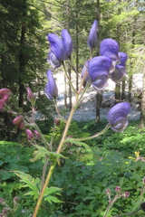 Aconitum degenii