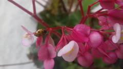 Hippodamia convergens