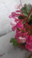 Hippodamia convergens