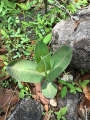 Asclepias elata