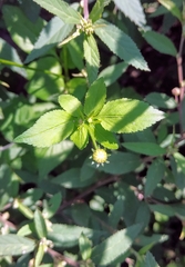 Bidens