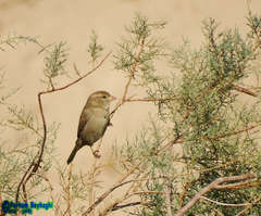 Passer domesticus