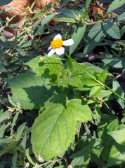 Bidens