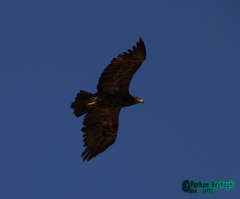 Aquila nipalensis