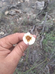Calochortus ownbeyi