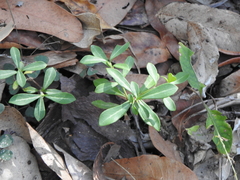 Psychotria daphnoides