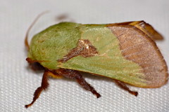 Latoia latistriga