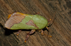 Latoia latistriga