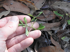 Psychotria daphnoides