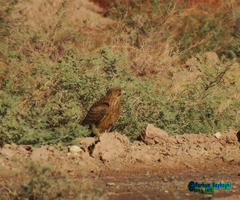 Falco tinnunculus