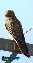 Falco tinnunculus