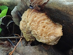 Hypomyces tremellicola