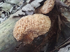 Hypomyces tremellicola