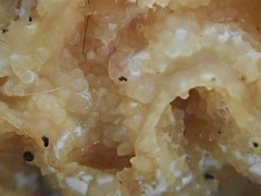 Hypomyces tremellicola