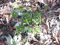 Psychotria daphnoides