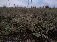 Atriplex cana