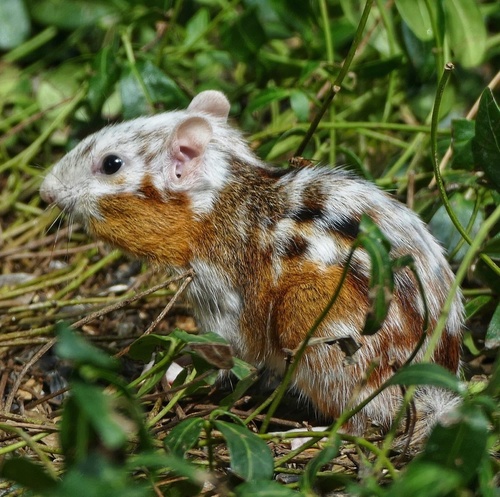 Eastern Chipmunk photographed in Ohio