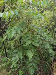 Rhus chinensis
