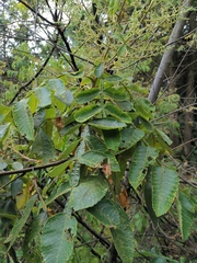 Rhus chinensis