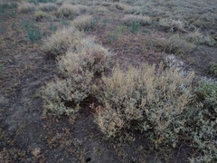 Atriplex cana