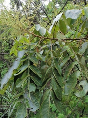 Rhus chinensis
