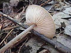 Entoloma conicum